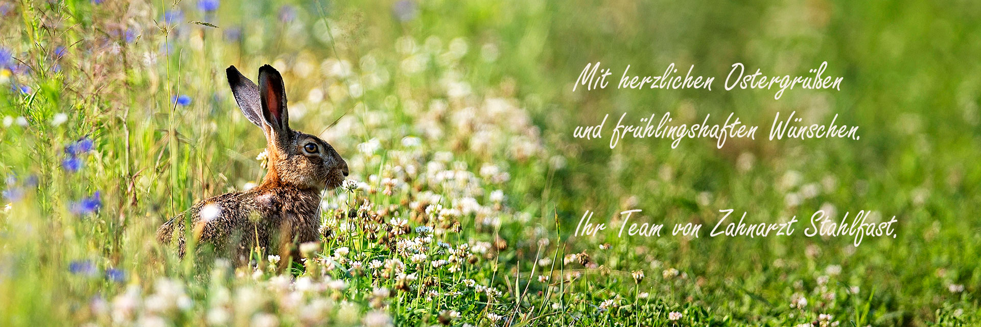 Frohe Oster wünscht das Team der Zahnarzt-Praxis Stahlfast in Lüssow.